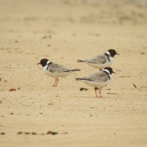 Charadrius rubricollis at suppressed - 3 Nov 2019