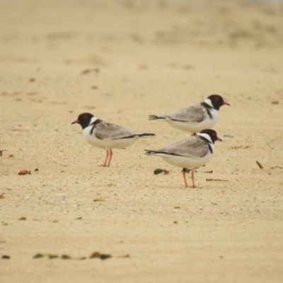 Charadrius rubricollis (Hooded Plover) at Nelson, NSW - 3 Nov 2019 by Liam.m