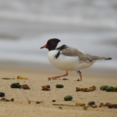 Charadrius rubricollis at suppressed - 3 Nov 2019