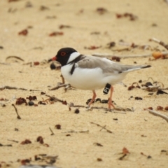 Charadrius rubricollis at suppressed - suppressed