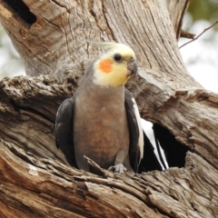 Nymphicus hollandicus (Cockatiel) at Nericon, NSW - 5 Oct 2019 by Liam.m