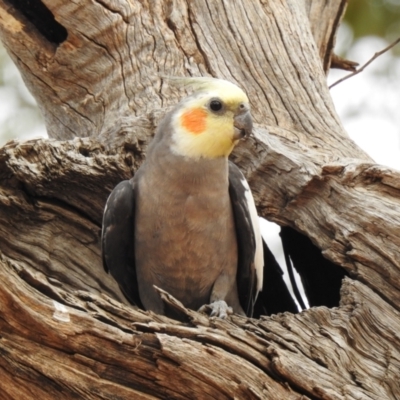 Nymphicus hollandicus (Cockatiel) at Nericon, NSW - 5 Oct 2019 by Liam.m