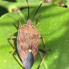 Poecilometis strigatus (Gum Tree Shield Bug) at O'Connor, ACT - 10 Oct 2021 by Ned_Johnston