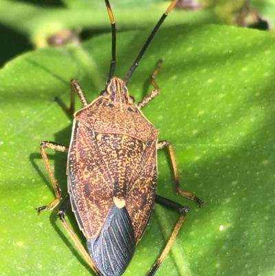 Poecilometis strigatus (Gum Tree Shield Bug) at O'Connor, ACT - 11 Oct 2021 by NedJohnston