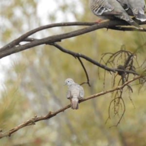 Geopelia placida at Lake Wyangan, NSW - suppressed