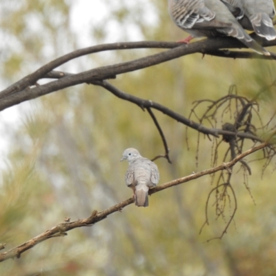 Geopelia placida (Peaceful Dove) at Lake Wyangan, NSW - 5 Oct 2019 by Liam.m