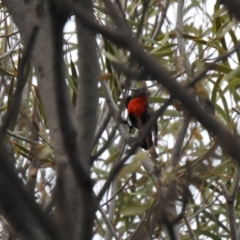 Dicaeum hirundinaceum (Mistletoebird) at Lake Wyangan, NSW - 5 Oct 2019 by Liam.m