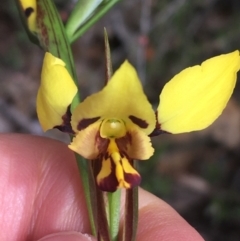 Diuris sulphurea (Tiger Orchid) at O'Connor, ACT - 11 Oct 2021 by Ned_Johnston