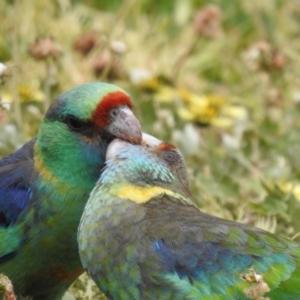 Barnardius zonarius at Yoogali, NSW - suppressed