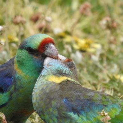 Barnardius zonarius (Australian Ringneck) at Yoogali, NSW - 5 Oct 2019 by Liam.m