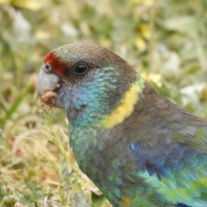 Barnardius zonarius at Yoogali, NSW - suppressed