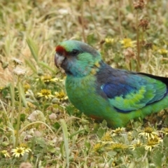 Barnardius zonarius at Yoogali, NSW - 5 Oct 2019