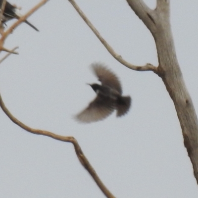 Sugomel nigrum (Black Honeyeater) at Lake Wyangan, NSW - 5 Oct 2019 by Liam.m