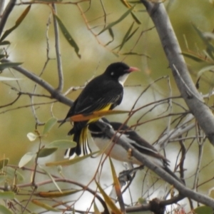 Grantiella picta at Lake Wyangan, NSW - suppressed