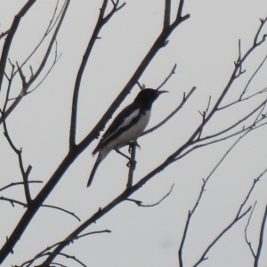 Certhionyx variegatus at Lake Wyangan, NSW - suppressed