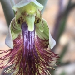 Calochilus montanus (Copper Beard Orchid) at Black Mountain - 11 Oct 2021 by Ned_Johnston