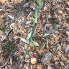 Calochilus montanus at Point 60 - suppressed