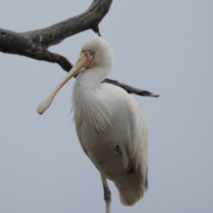 Platalea flavipes at Lake Wyangan, NSW - suppressed