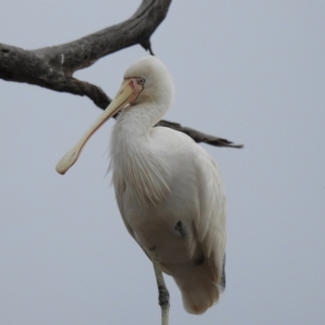 Platalea flavipes at Lake Wyangan, NSW - 5 Oct 2019