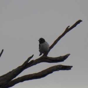 Artamus leucorynchus at Lake Wyangan, NSW - suppressed