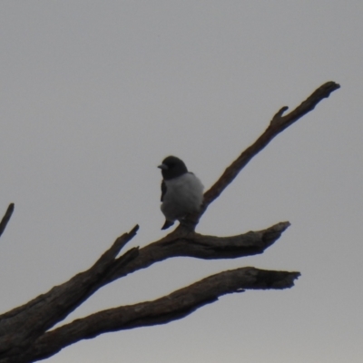 Artamus leucorynchus (White-breasted Woodswallow) at Lake Wyangan, NSW - 5 Oct 2019 by Liam.m