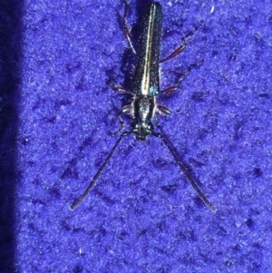 Titurius salebrosus at Acton, ACT - 11 Oct 2021