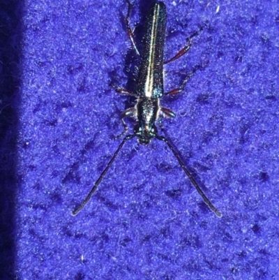 Titurius salebrosus (Longhorn or longicorn beetle) at Acton, ACT - 11 Oct 2021 by NedJohnston