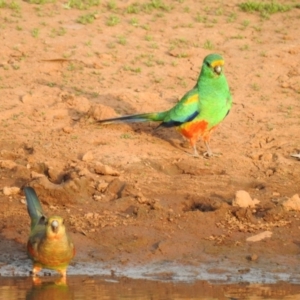 Psephotellus varius at Binya, NSW - 6 Oct 2019 06:30 AM