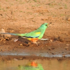 Psephotellus varius at Binya, NSW - 6 Oct 2019 06:30 AM