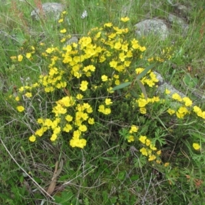 Hibbertia sp. at Molonglo Valley, ACT - 10 Oct 2021 11:15 AM