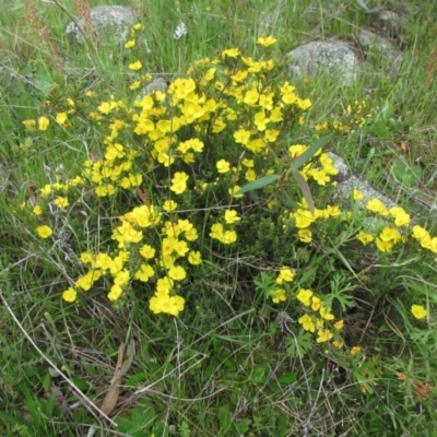 Hibbertia sp. (Guinea Flower) at Molonglo Valley, ACT - 10 Oct 2021 by sangio7