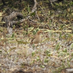 Epthianura tricolor (Crimson Chat) at Binya State Forest - 6 Oct 2019 by Liam.m