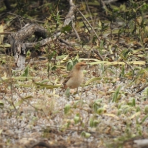 Epthianura tricolor at Binya, NSW - suppressed