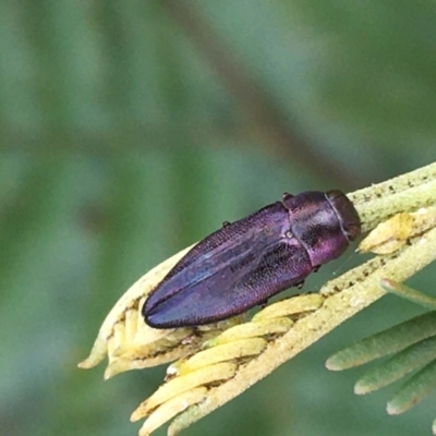 Melobasis thoracica (A jewel beetle) at Acton, ACT - 11 Oct 2021 by NedJohnston
