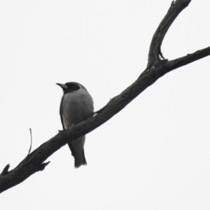 Artamus personatus at Binya, NSW - suppressed