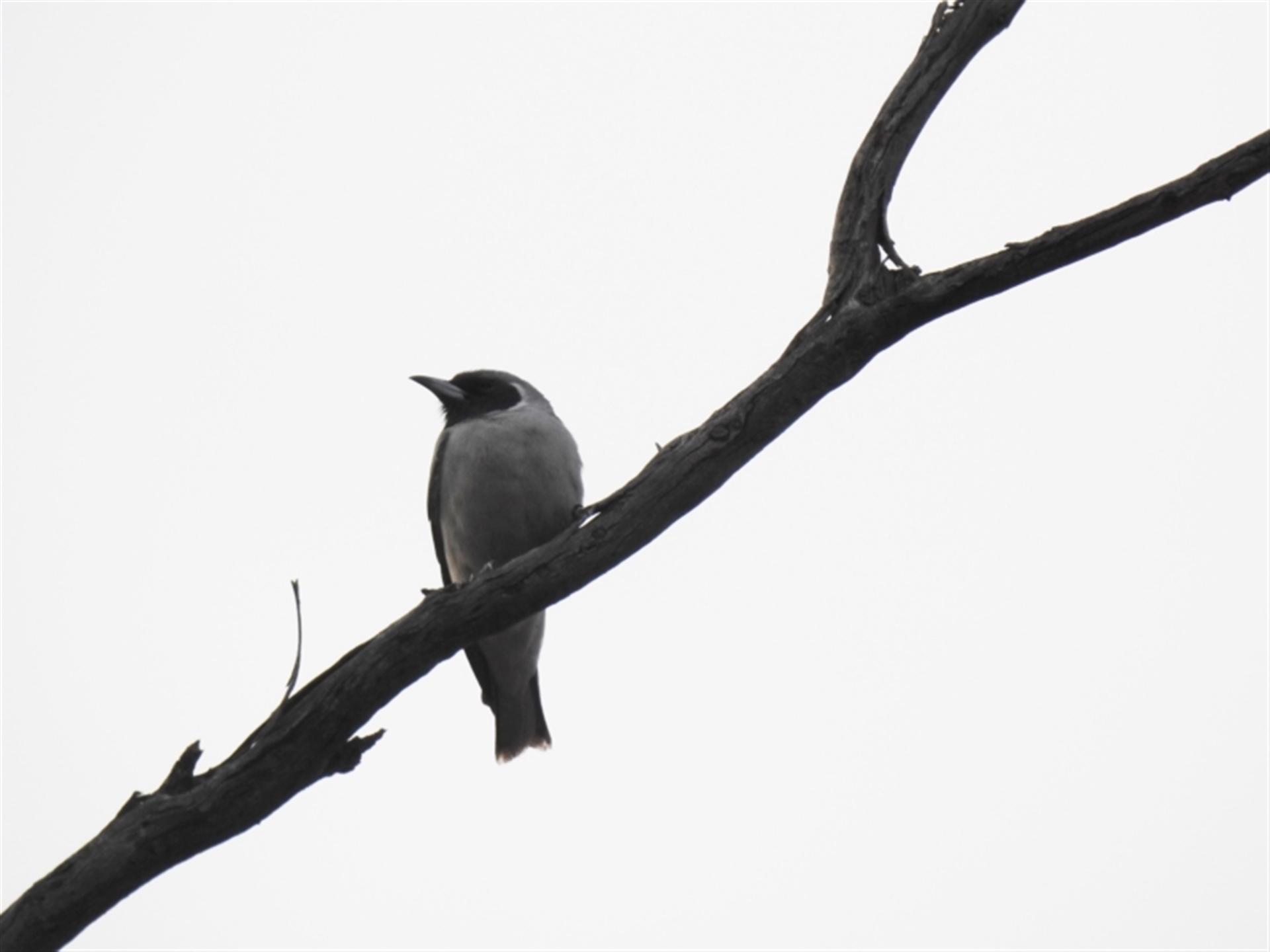 Artamus personatus at Binya, NSW - suppressed