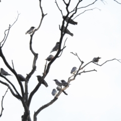 Artamus personatus at Binya, NSW - suppressed