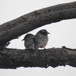 Artamus superciliosus at Binya, NSW - 6 Oct 2019