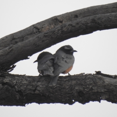 Artamus superciliosus (White-browed Woodswallow) at Binya, NSW - 6 Oct 2019 by Liam.m