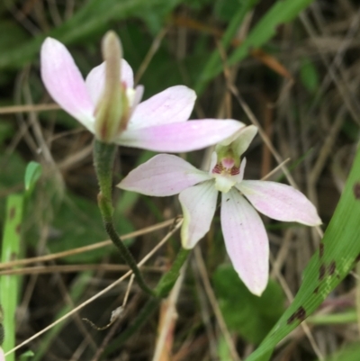 Caladenia carnea (Pink Fingers) at O'Connor, ACT - 11 Oct 2021 by NedJohnston