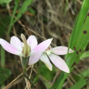 Caladenia carnea at O'Connor, ACT - 11 Oct 2021