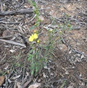 Hibbertia obtusifolia at Molonglo Valley, ACT - 10 Oct 2021