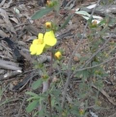 Hibbertia obtusifolia at Molonglo Valley, ACT - 10 Oct 2021 11:56 AM