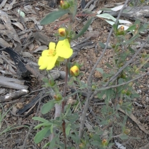 Hibbertia obtusifolia at Molonglo Valley, ACT - 10 Oct 2021