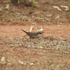 Pomatostomus superciliosus (White-browed Babbler) at Binya State Forest - 6 Oct 2019 by Liam.m