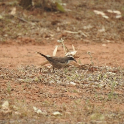 Pomatostomus superciliosus (White-browed Babbler) at Binya, NSW - 6 Oct 2019 by Liam.m