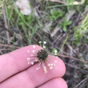 Plantago lanceolata at Red Hill, ACT - 7 Oct 2021