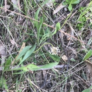 Plantago lanceolata at Red Hill, ACT - 7 Oct 2021 05:08 PM