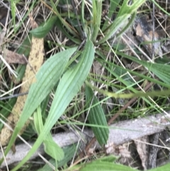 Plantago lanceolata at Red Hill, ACT - 7 Oct 2021 05:08 PM