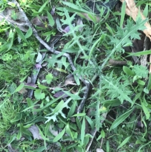 Cirsium vulgare at Deakin, ACT - 7 Oct 2021